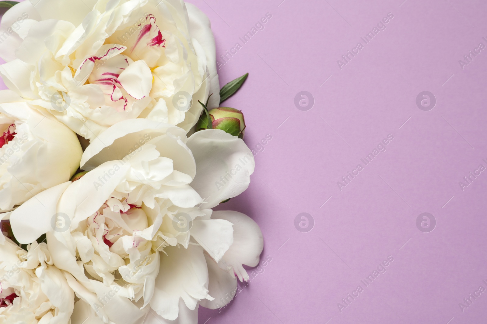 Photo of Beautiful peonies on color background, flat lay with space for text