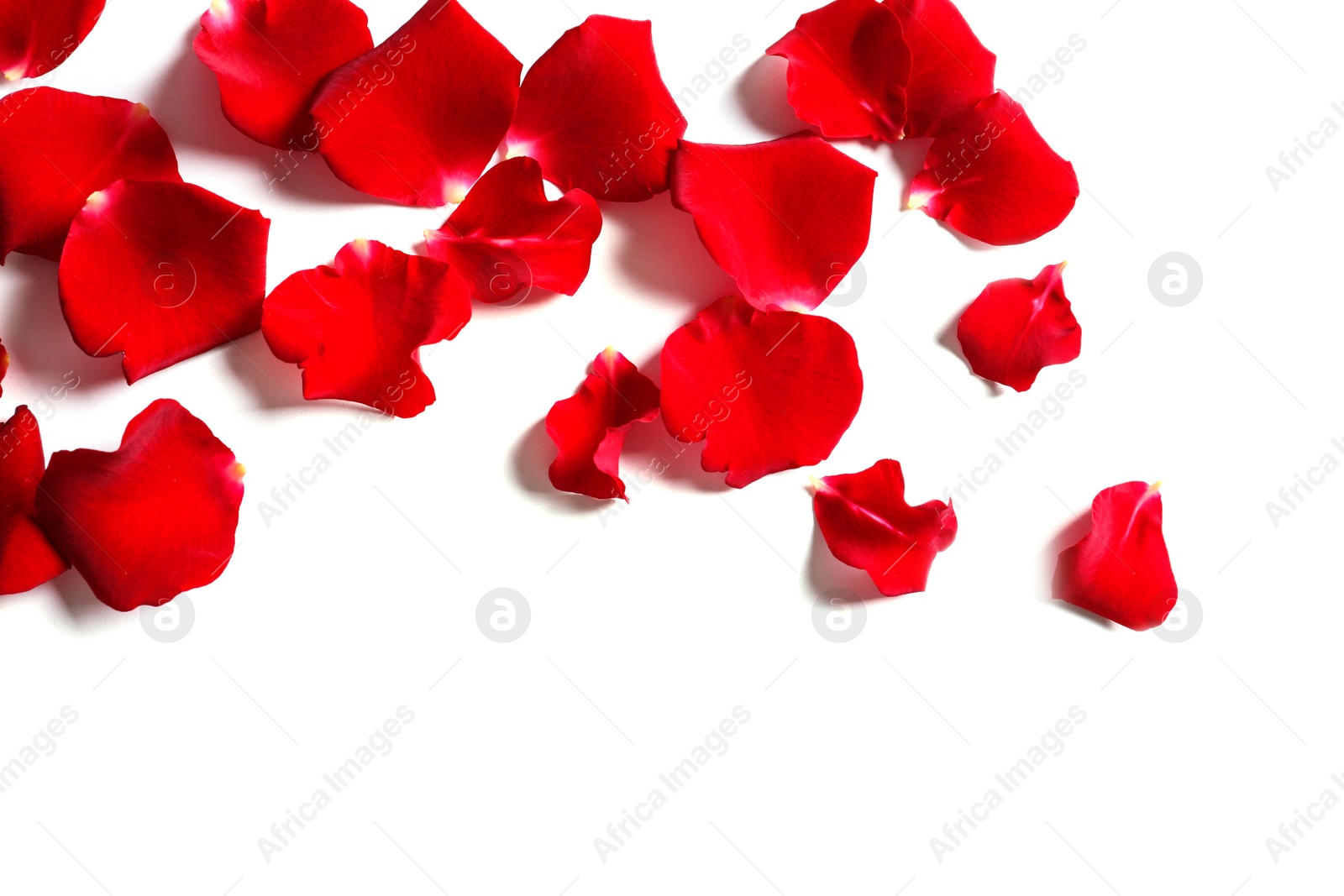 Photo of Red rose petals on white background, top view