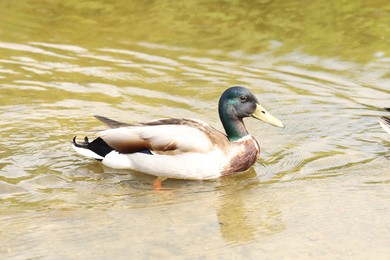 Photo of One beautiful duck swimming in lake outdoors