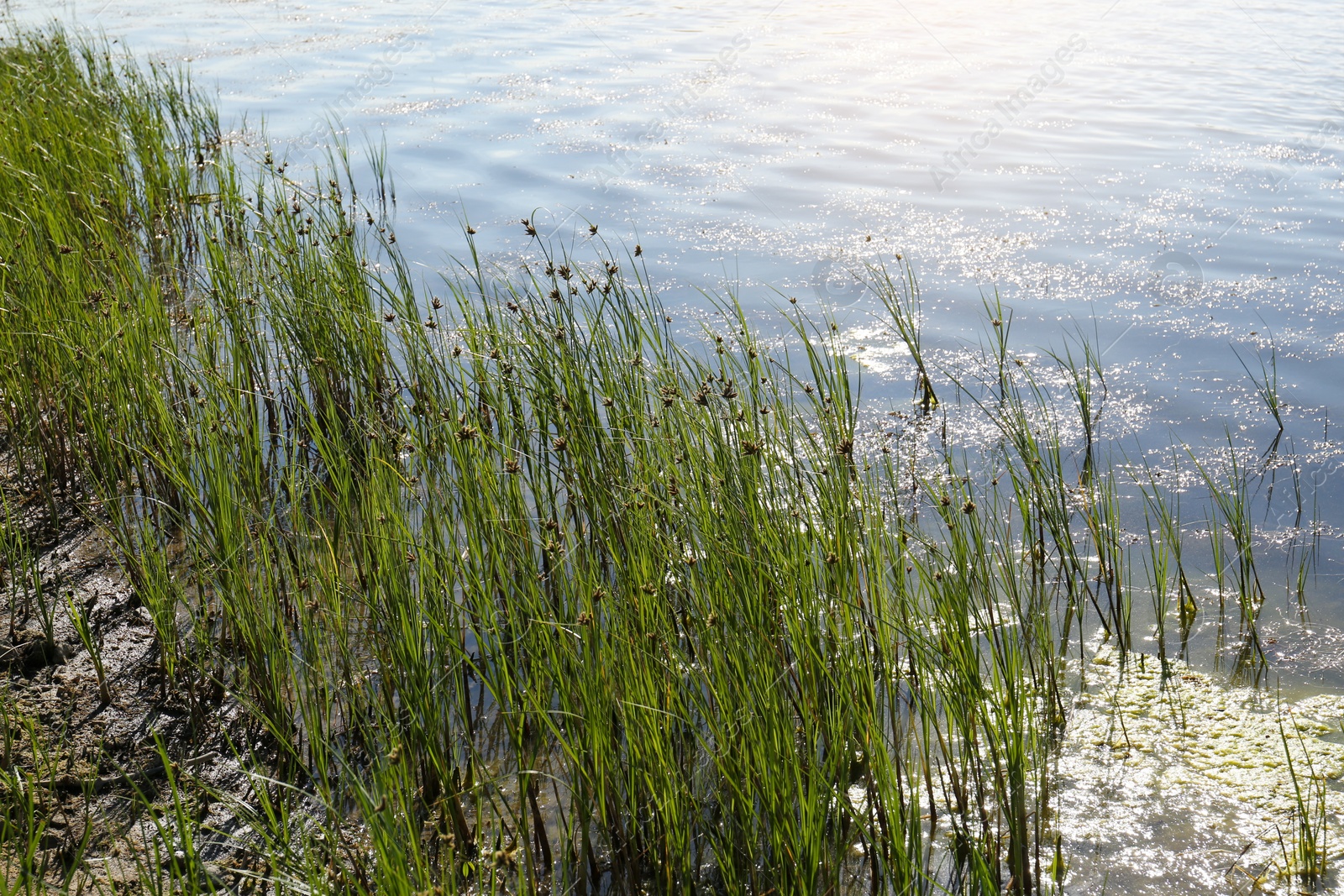 Photo of View of green reeds on river shore