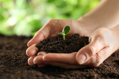 Photo of Woman holding young green seedling in soil, closeup