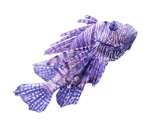 Beautiful bright tropical lionfish on white background