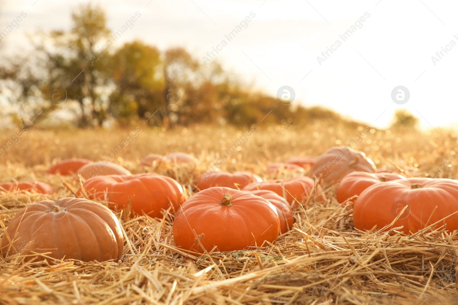 Photo of Ripe orange pumpkins among straw in field