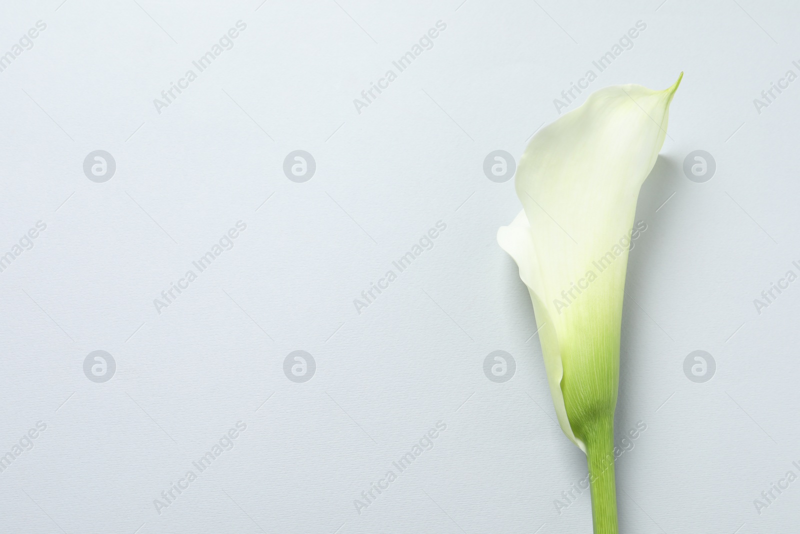 Photo of Beautiful calla lily flower on white background, top view. Space for text