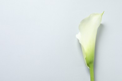 Photo of Beautiful calla lily flower on white background, top view. Space for text