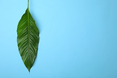 Photo of Leaf of tropical spathiphyllum plant on color background, top view with space for text