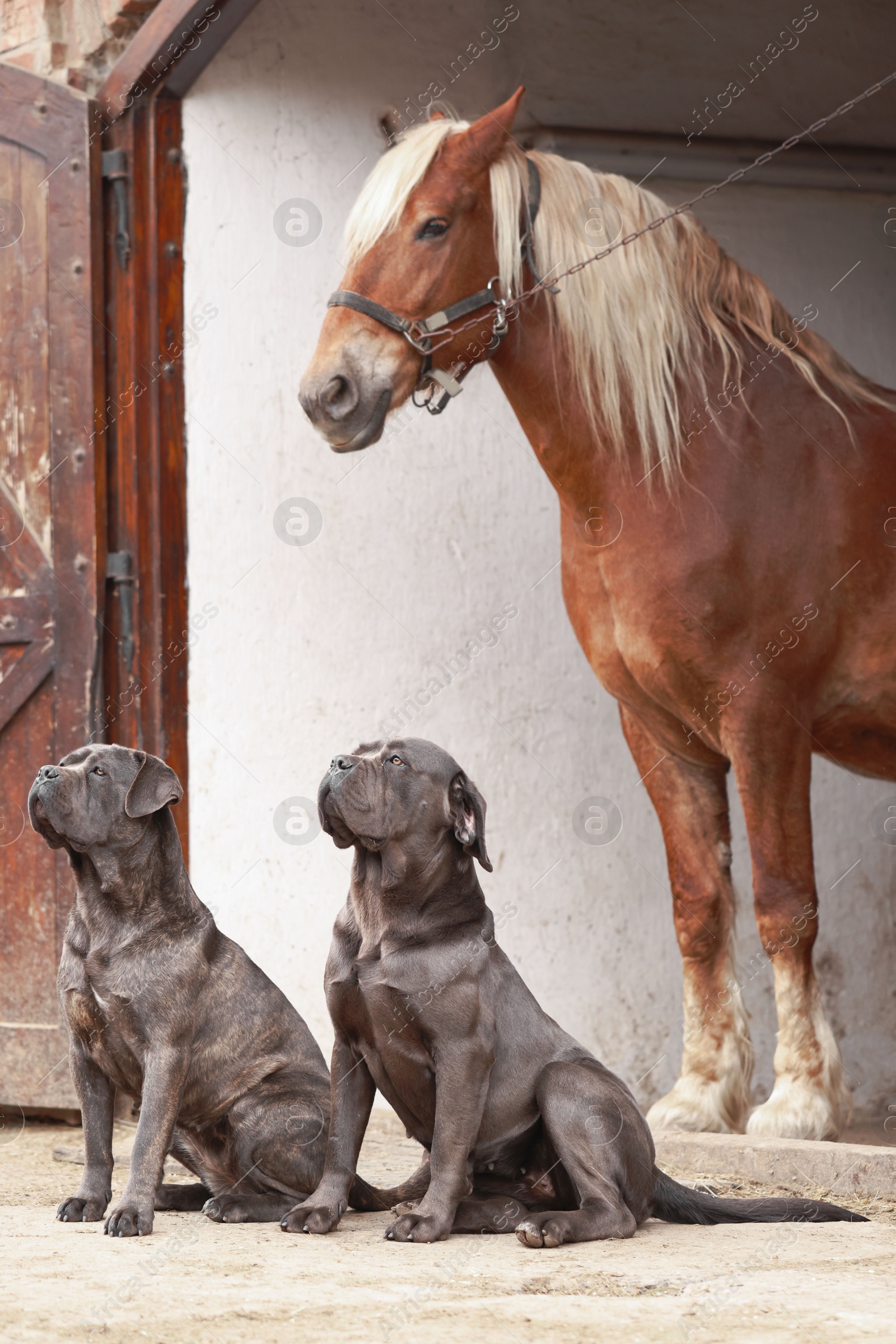 Photo of Adorable horse in stable and Cane Corso dogs outdoors. Lovely domesticated pet