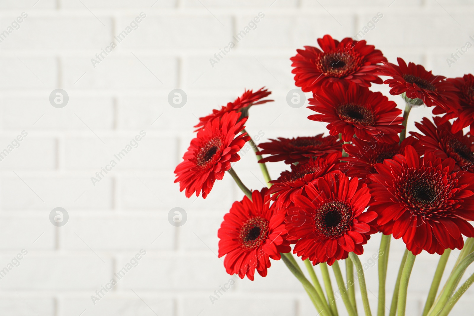 Photo of Bouquet of beautiful red gerbera flowers near white brick wall. Space for text