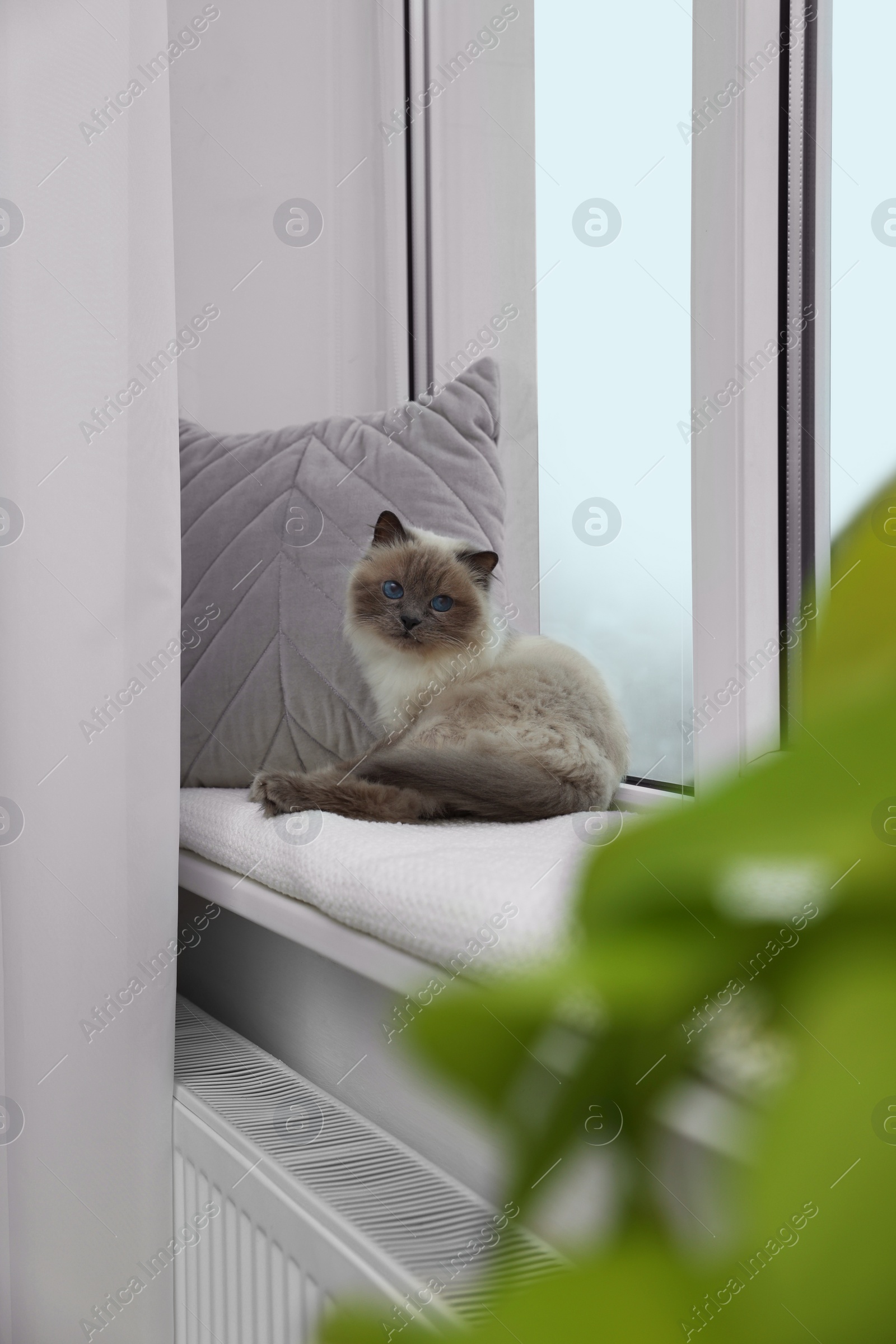 Photo of Cute Birman cat on windowsill near radiator at home