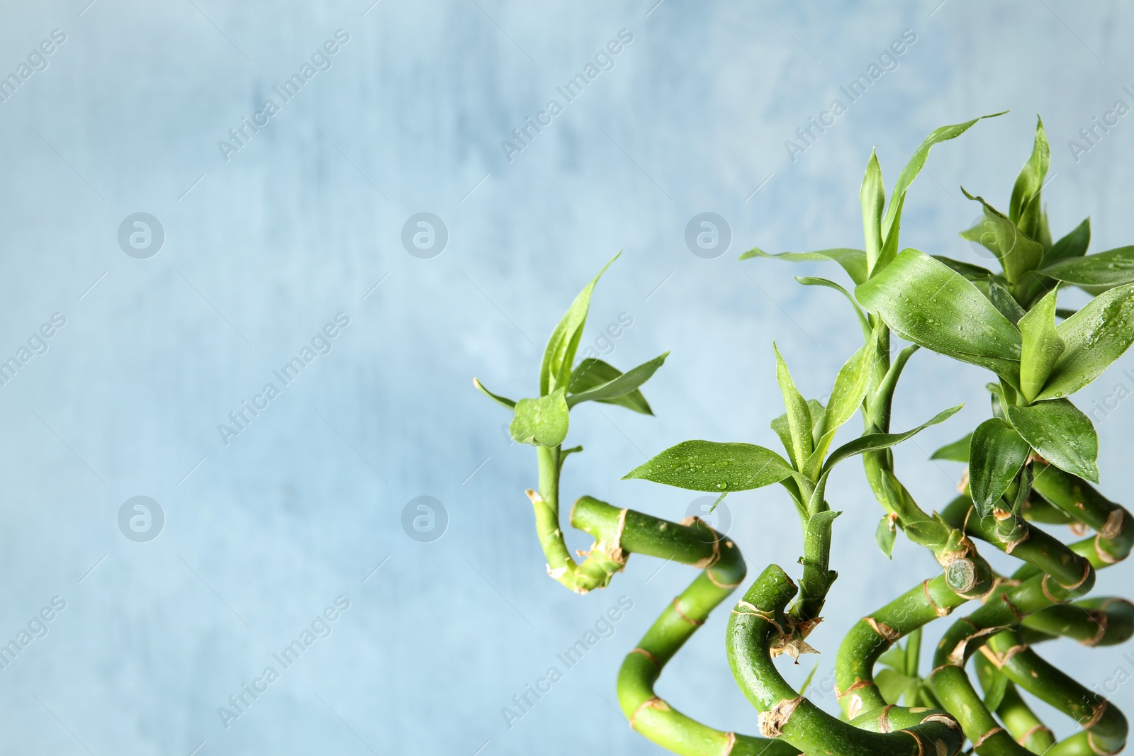 Photo of Green bamboo plant on color background, closeup. Space for text