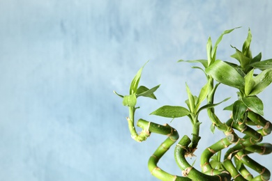 Green bamboo plant on color background, closeup. Space for text