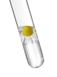 Photo of Test tube with chamomile flower on white background. Essential oil extraction