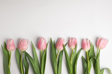 Beautiful pink spring tulips on white background, top view