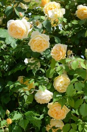 Photo of Bush with beautiful yellow roses outdoors, closeup