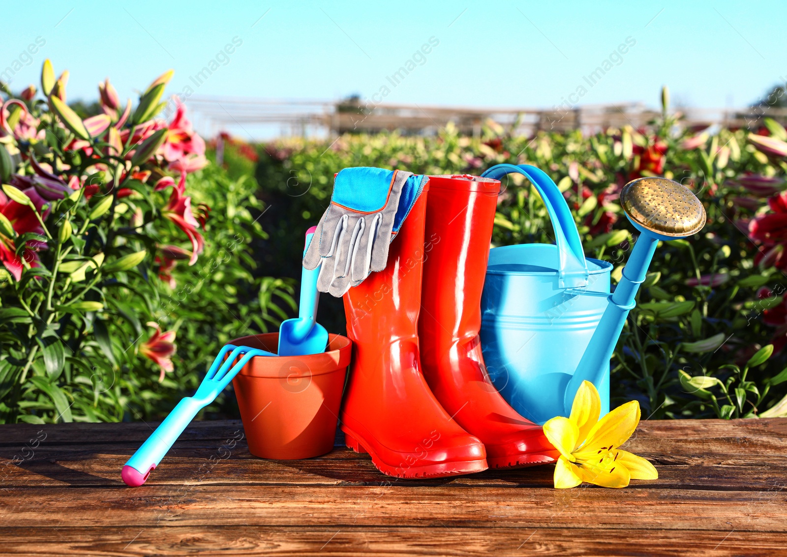 Photo of Gardening tools, rubber boots and fresh lily on wooden table in flower field