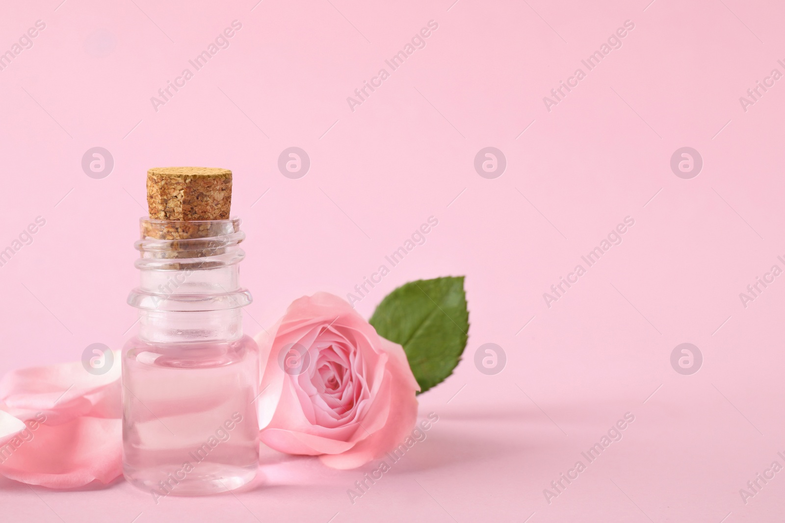 Photo of Bottle of essential oil and rose on pink background. Space for text