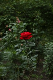 Photo of Beautiful blooming red rose growing in garden