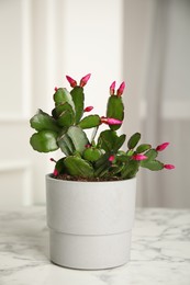 Photo of Beautiful blooming Schlumbergera (Christmas or Thanksgiving cactus) in pot on white marble table indoors