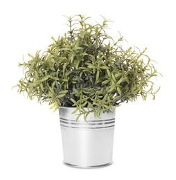 Artificial potted rosemary on white background. Home decor