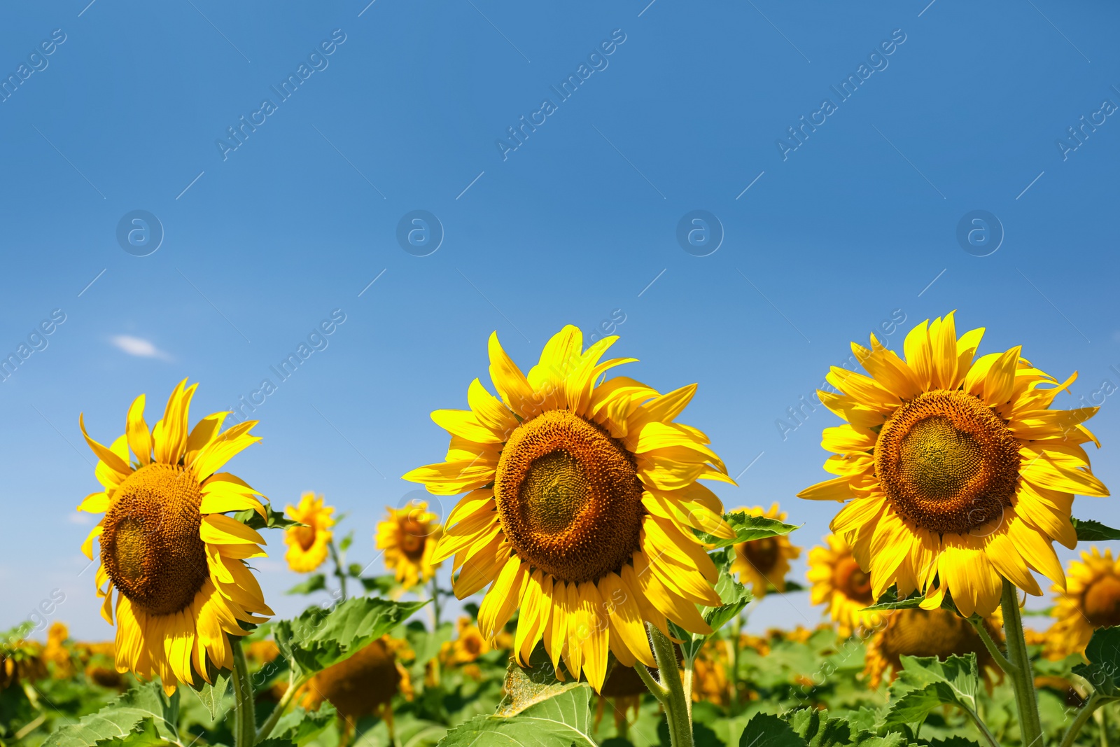 Photo of Beautiful view of sunflowers growing in field