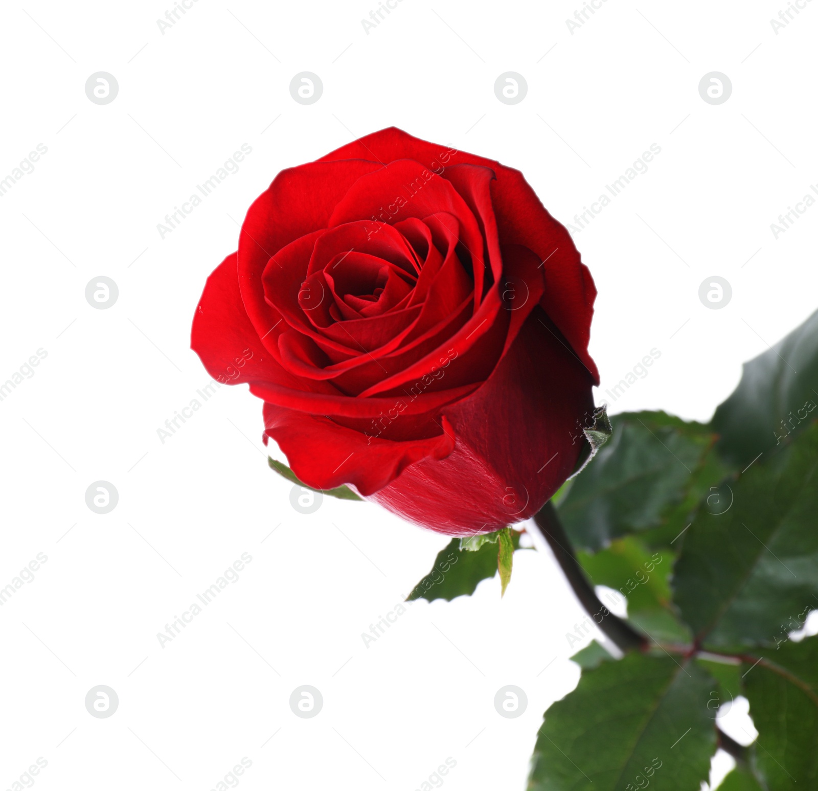 Photo of Blooming red rose isolated on white. Beautiful flower