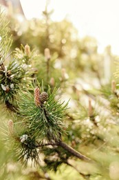 Photo of Pine tree with blossoms outdoors on spring day, closeup