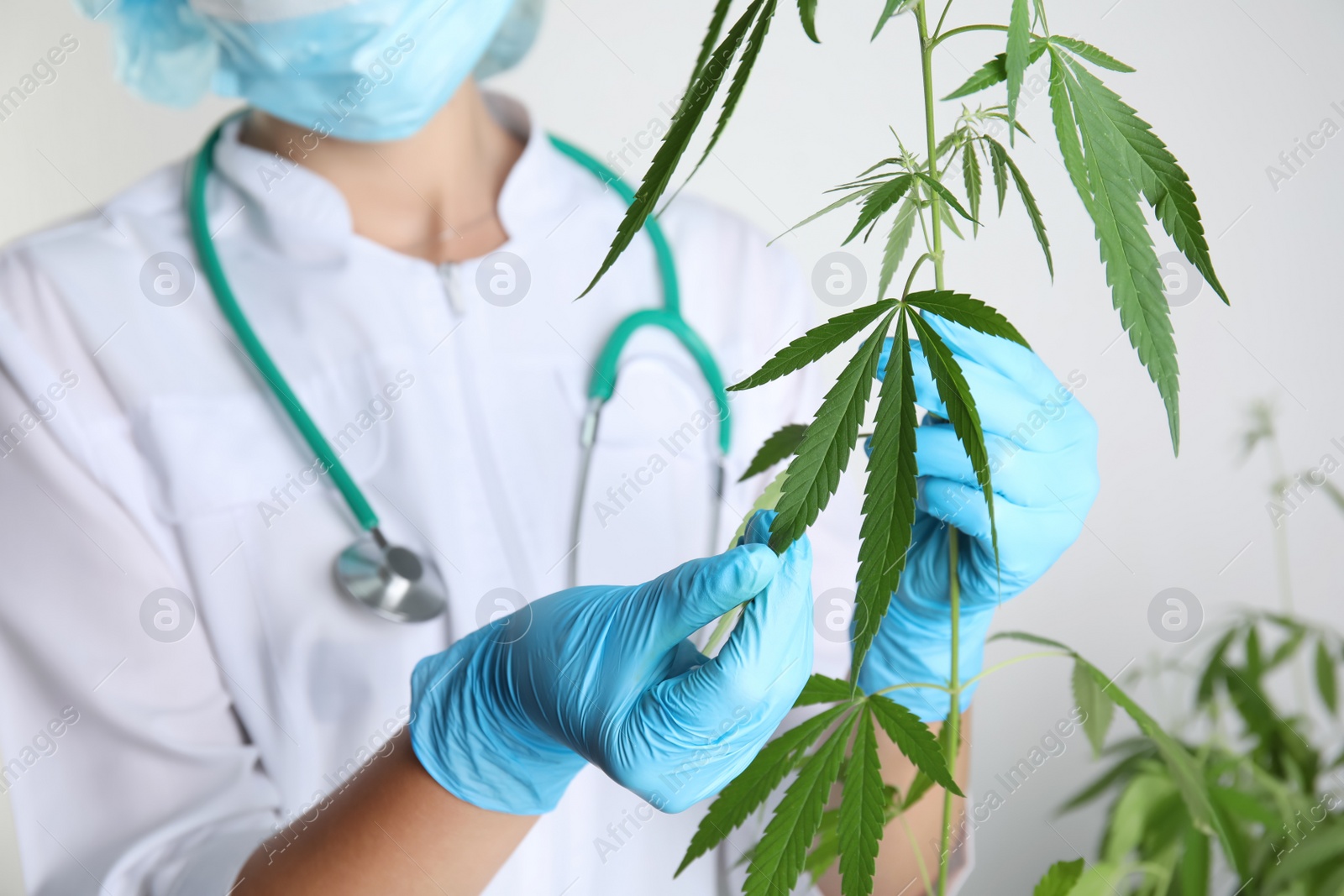 Photo of Doctor holding fresh hemp plant on white background, closeup