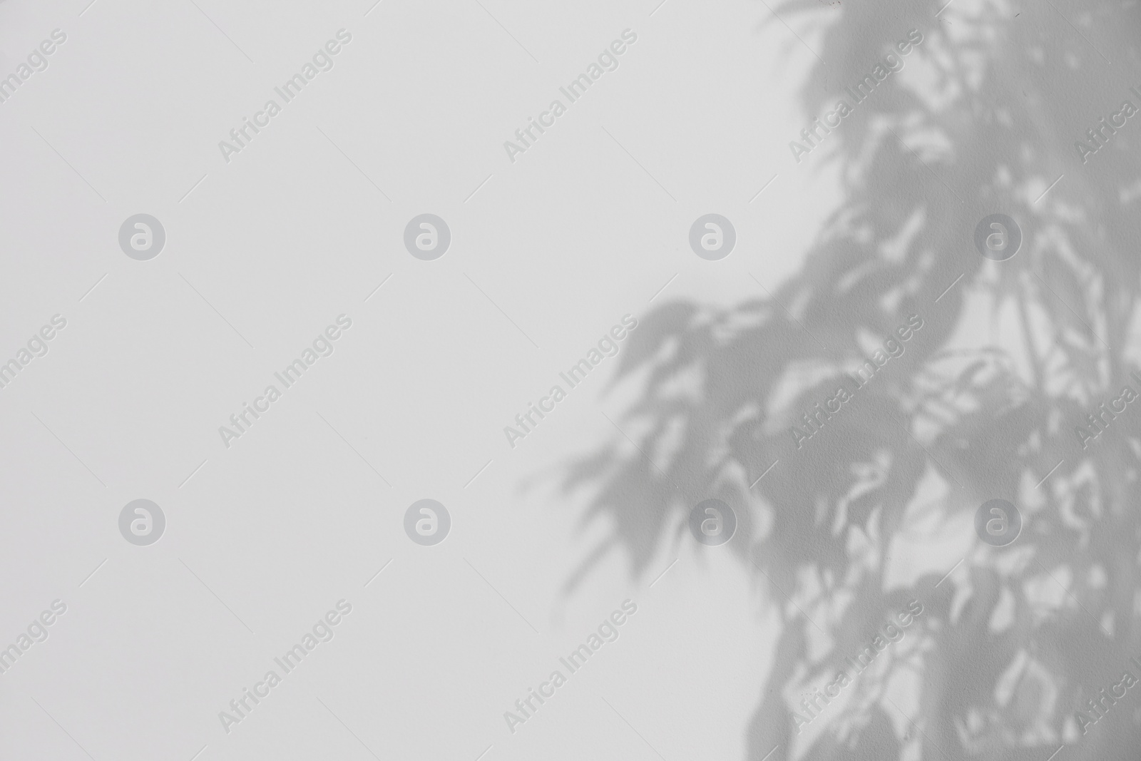 Photo of Shadow of plant falling on white wall, space for text