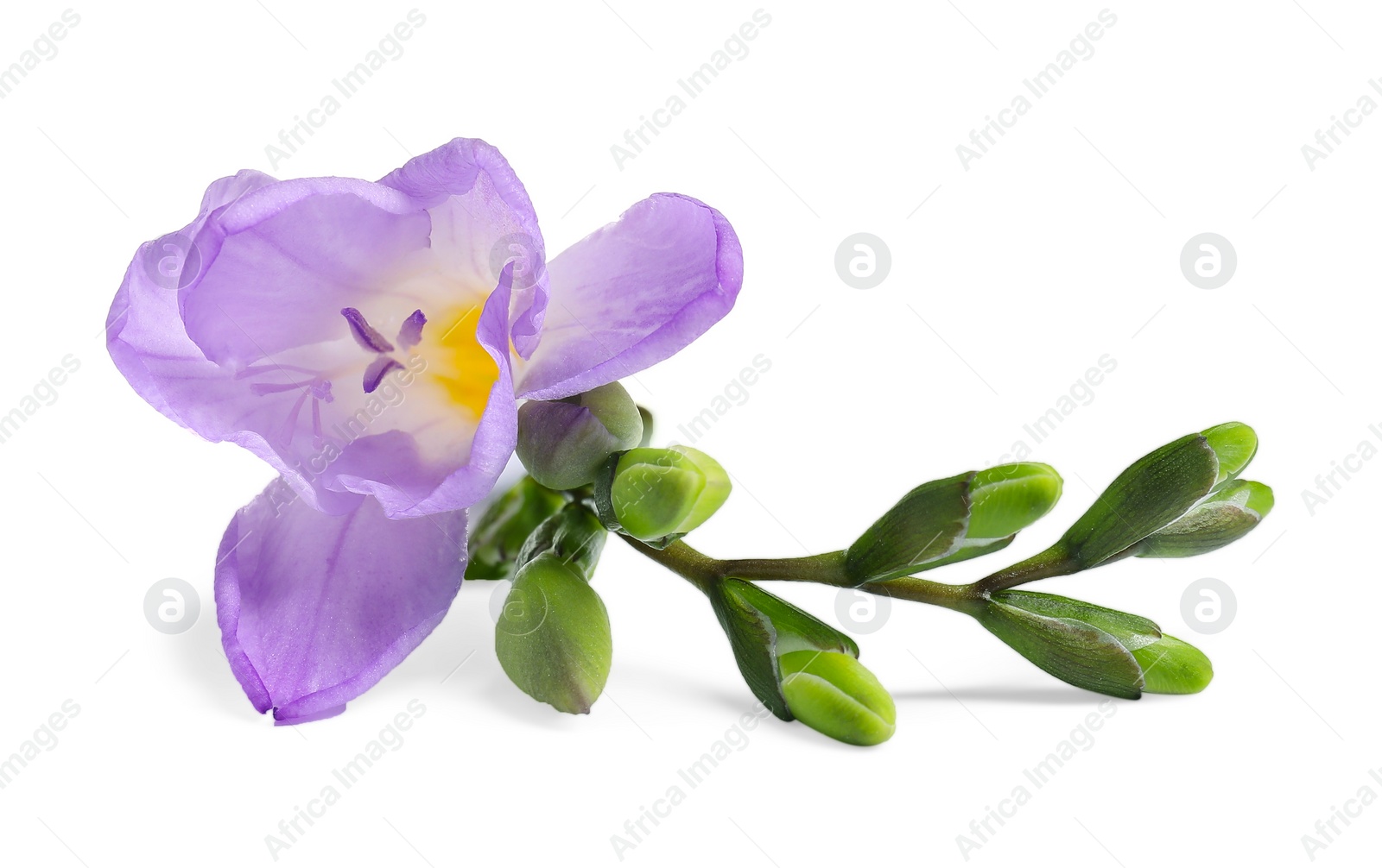 Photo of Beautiful violet freesia flower isolated on white