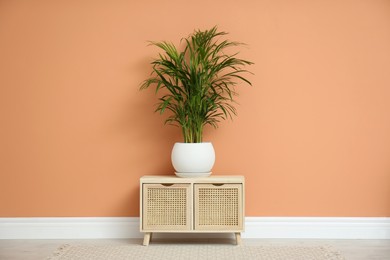 Photo of Beautiful exotic house plant near color wall indoors
