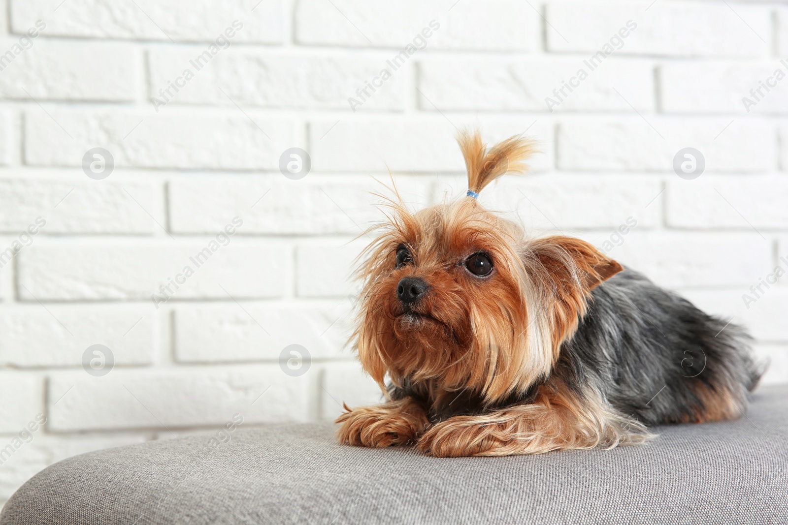 Photo of Yorkshire terrier on bench against brick wall, space for text. Happy dog