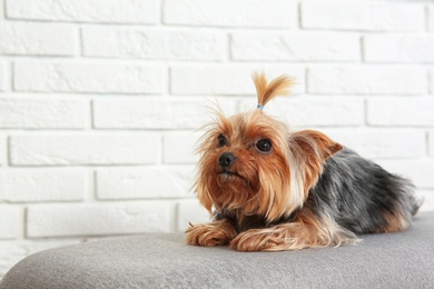 Yorkshire terrier on bench against brick wall, space for text. Happy dog