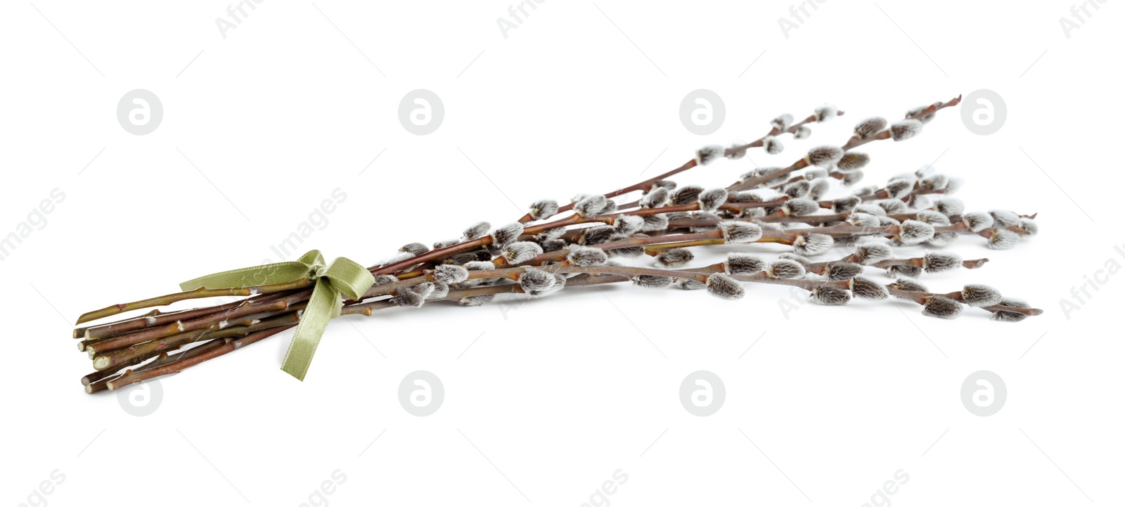 Photo of Beautiful blooming pussy willow branches on white background