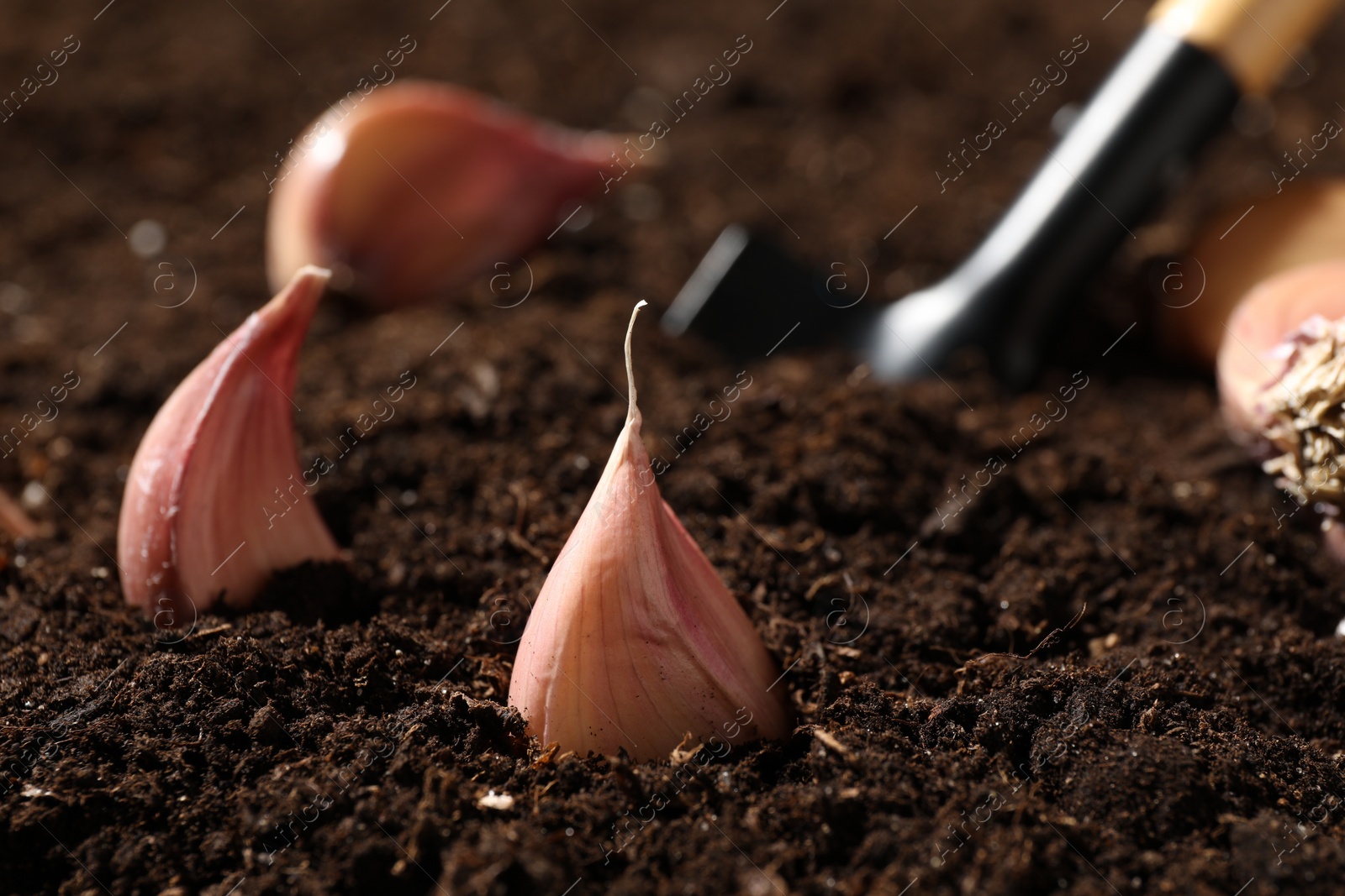 Photo of Garlic cloves and shovel in fertile soil, closeup. Vegetable planting