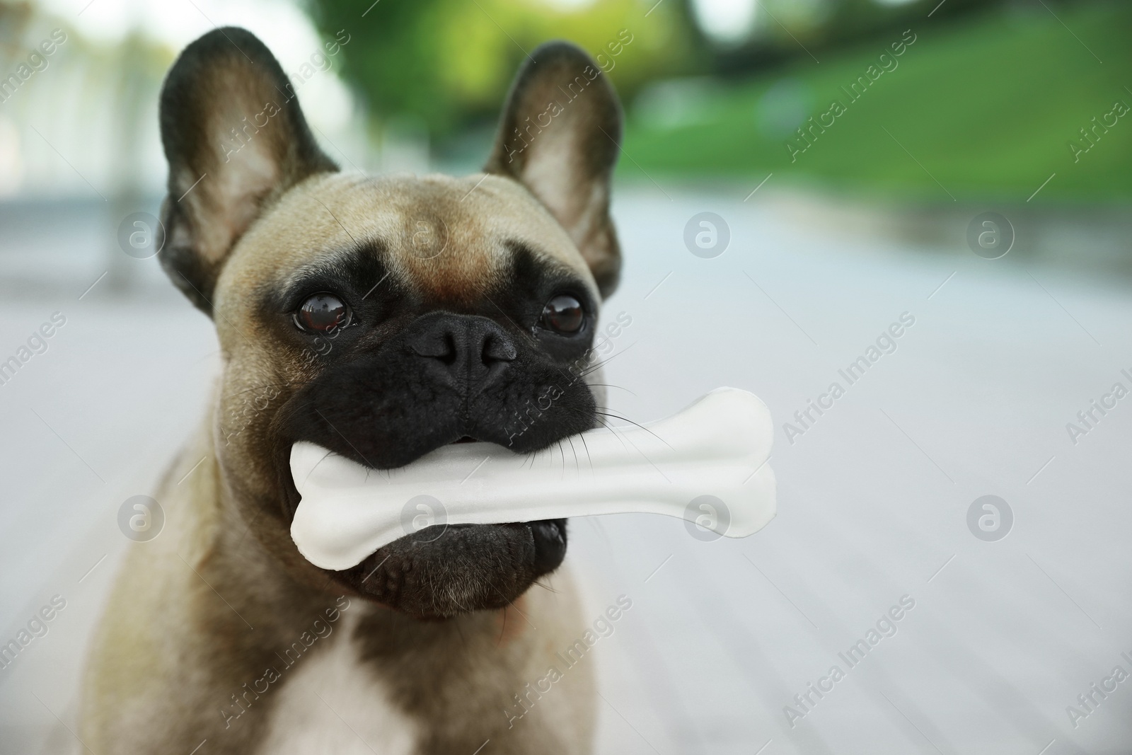 Photo of Cute French bulldog with bone treat outdoors, closeup and space for text. Lovely pet