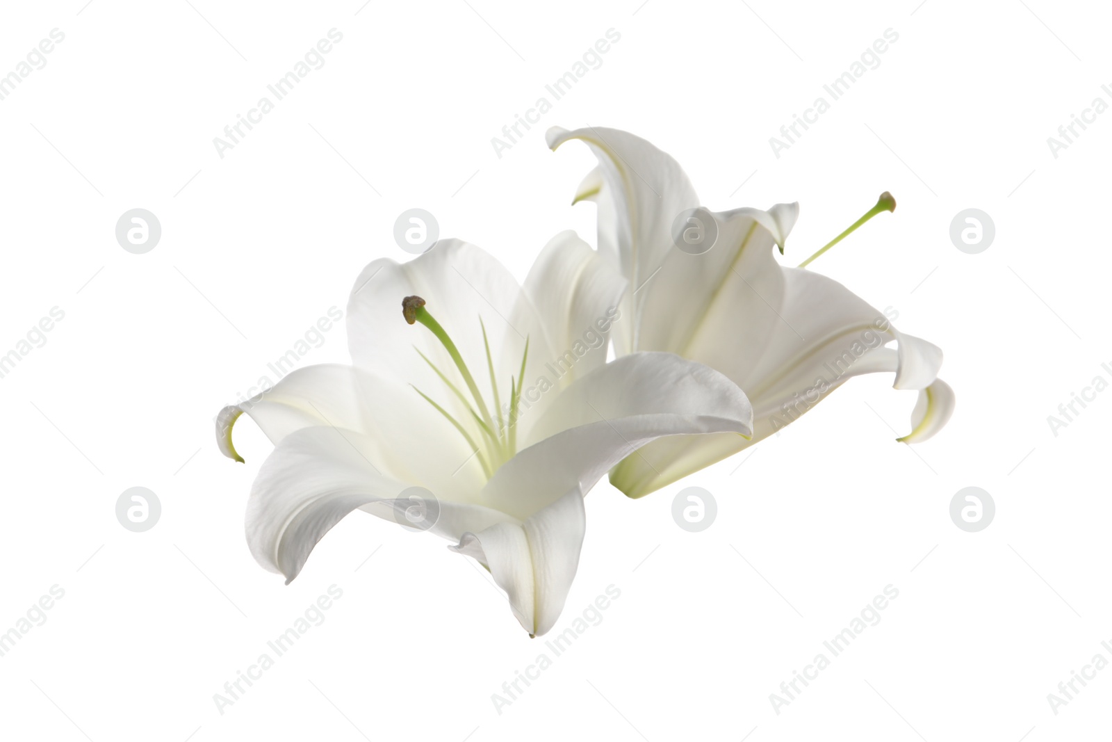 Photo of Beautiful fresh lily flowers isolated on white