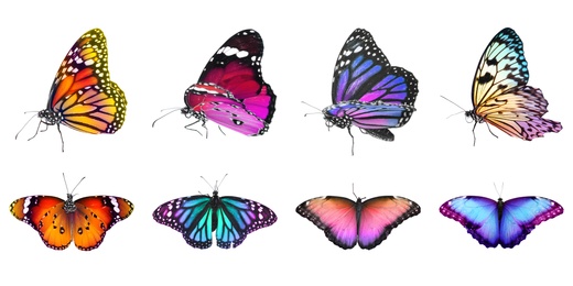 Image of Collection of amazing bright butterflies isolated on white. Banner design