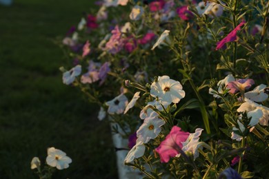 Photo of Beautiful colorful flowers growing outdoors, space for text