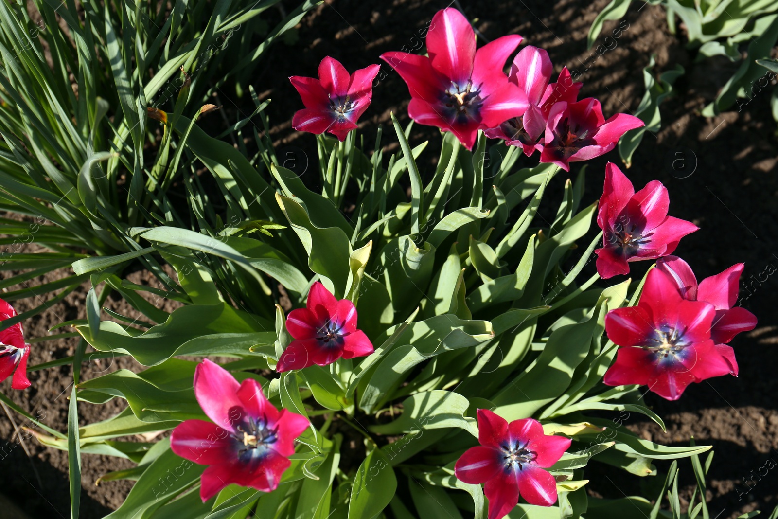 Photo of Beautiful pink tulips growing in garden, top view. Spring season