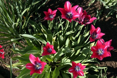 Beautiful pink tulips growing in garden, top view. Spring season