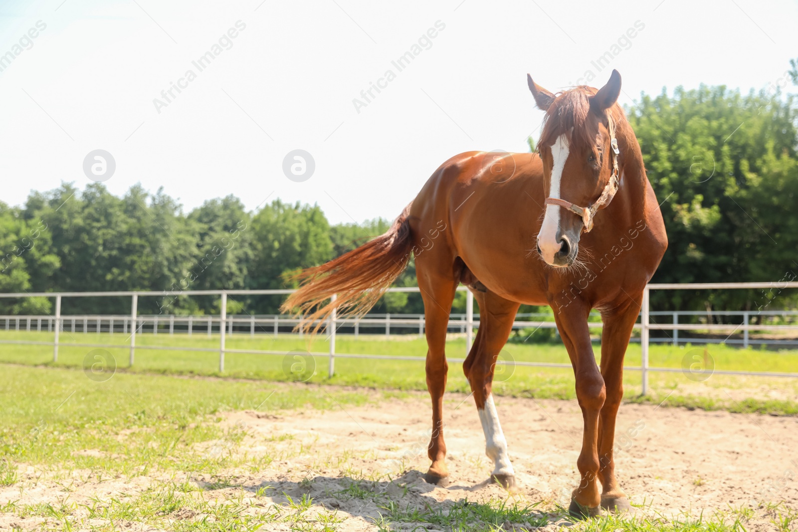 Photo of Chestnut horse in paddock on sunny day. Beautiful pet