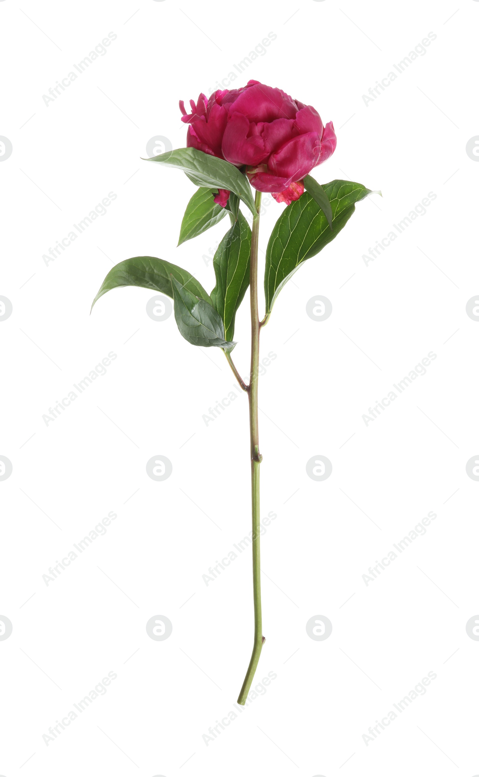 Photo of Beautiful pink peony flower isolated on white