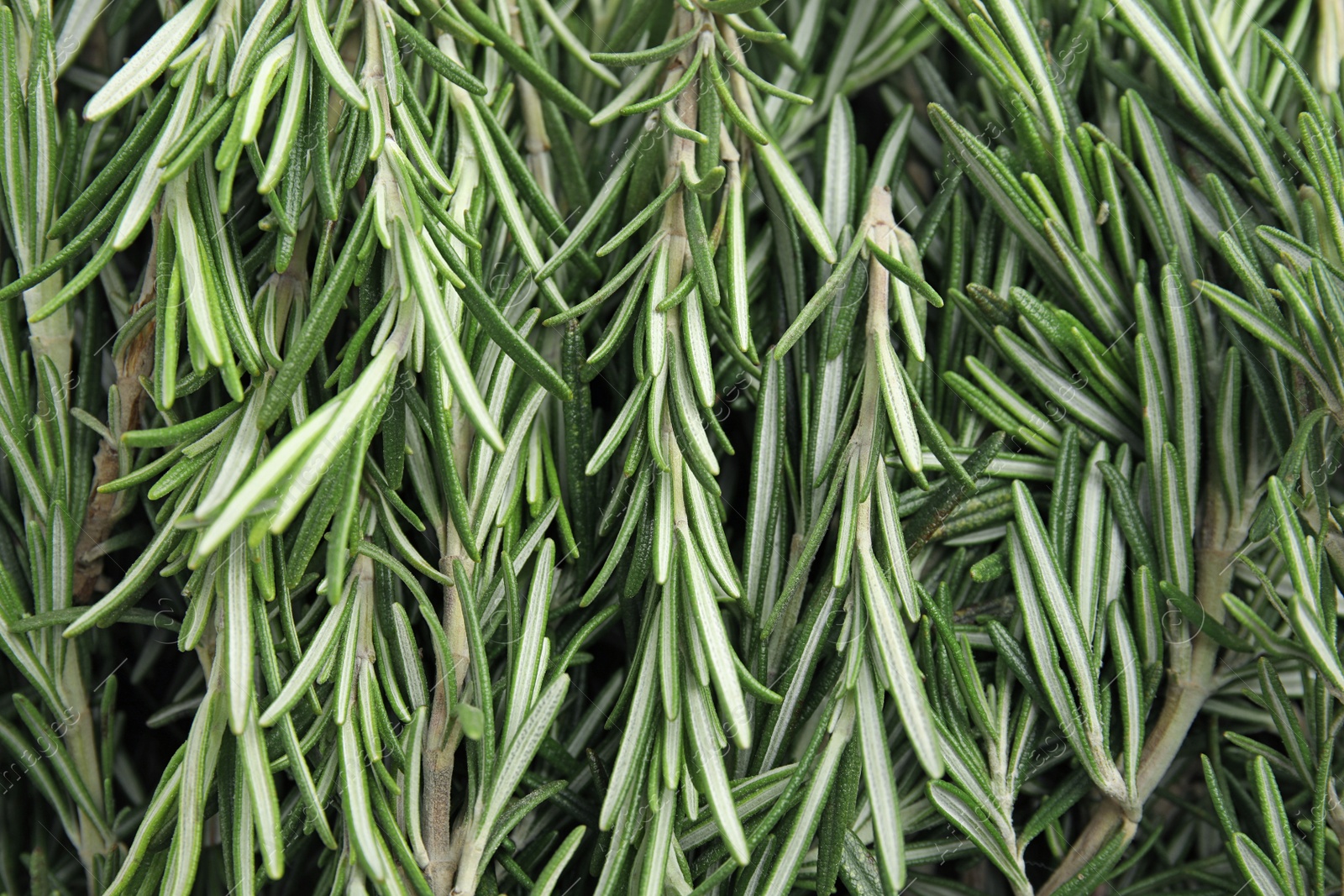 Photo of Fresh rosemary twigs as background, top view. Aromatic herb