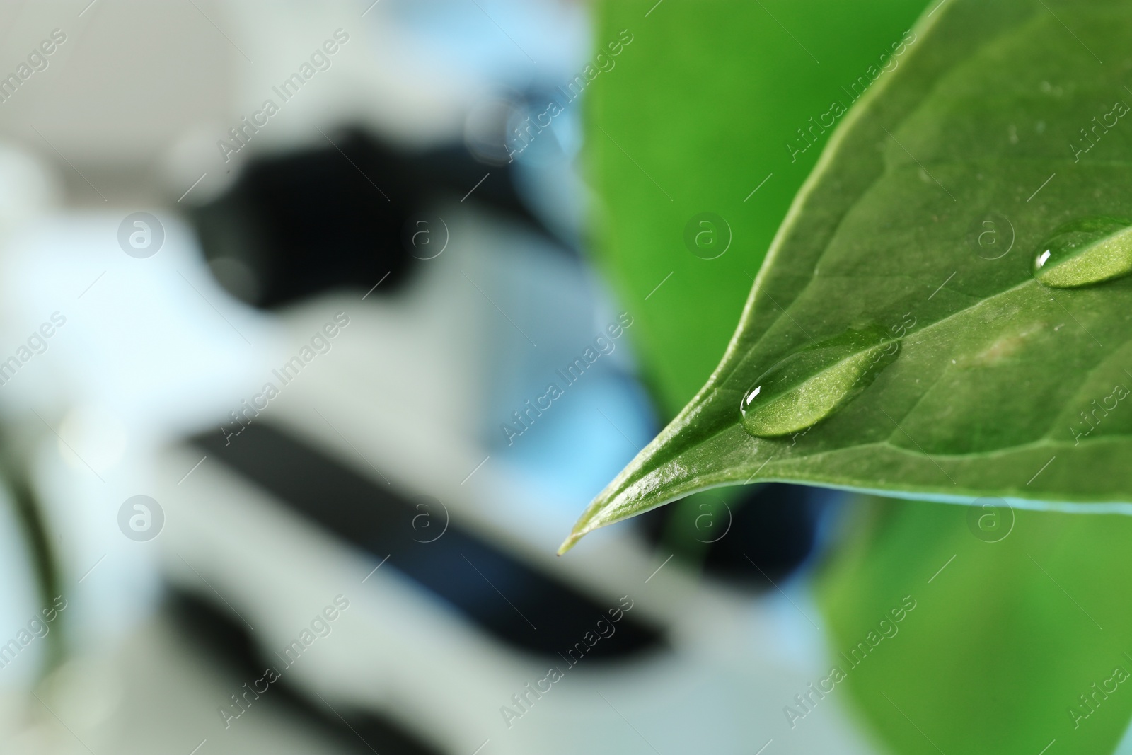 Photo of Water drops on green leaf against blurred background, closeup with space for text. Plant chemistry