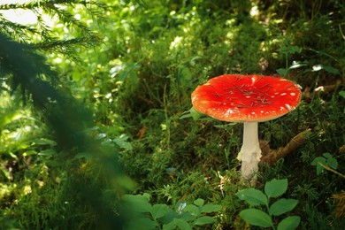 Photo of One bright poisonous mushroom growing in forest