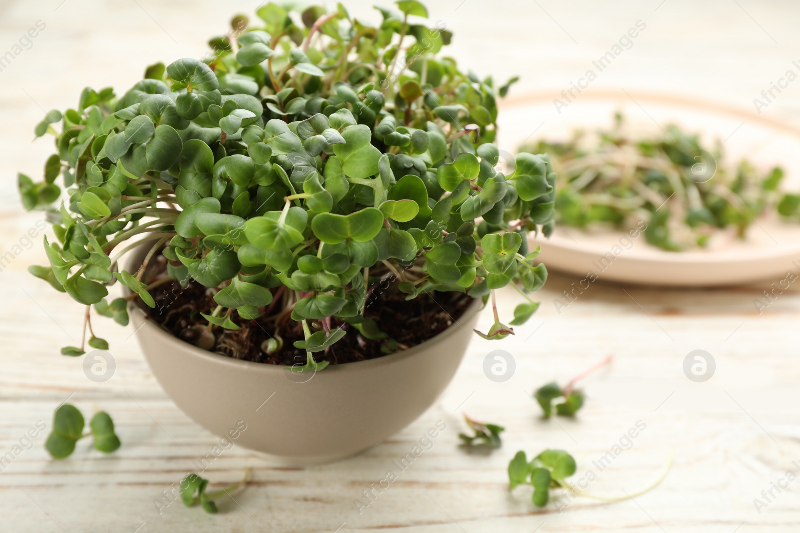 Photo of Fresh radish microgreens in bowl on white wooden table, space for text