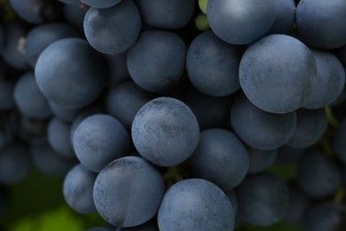 Photo of Ripe juicy grapes on blurred background, closeup