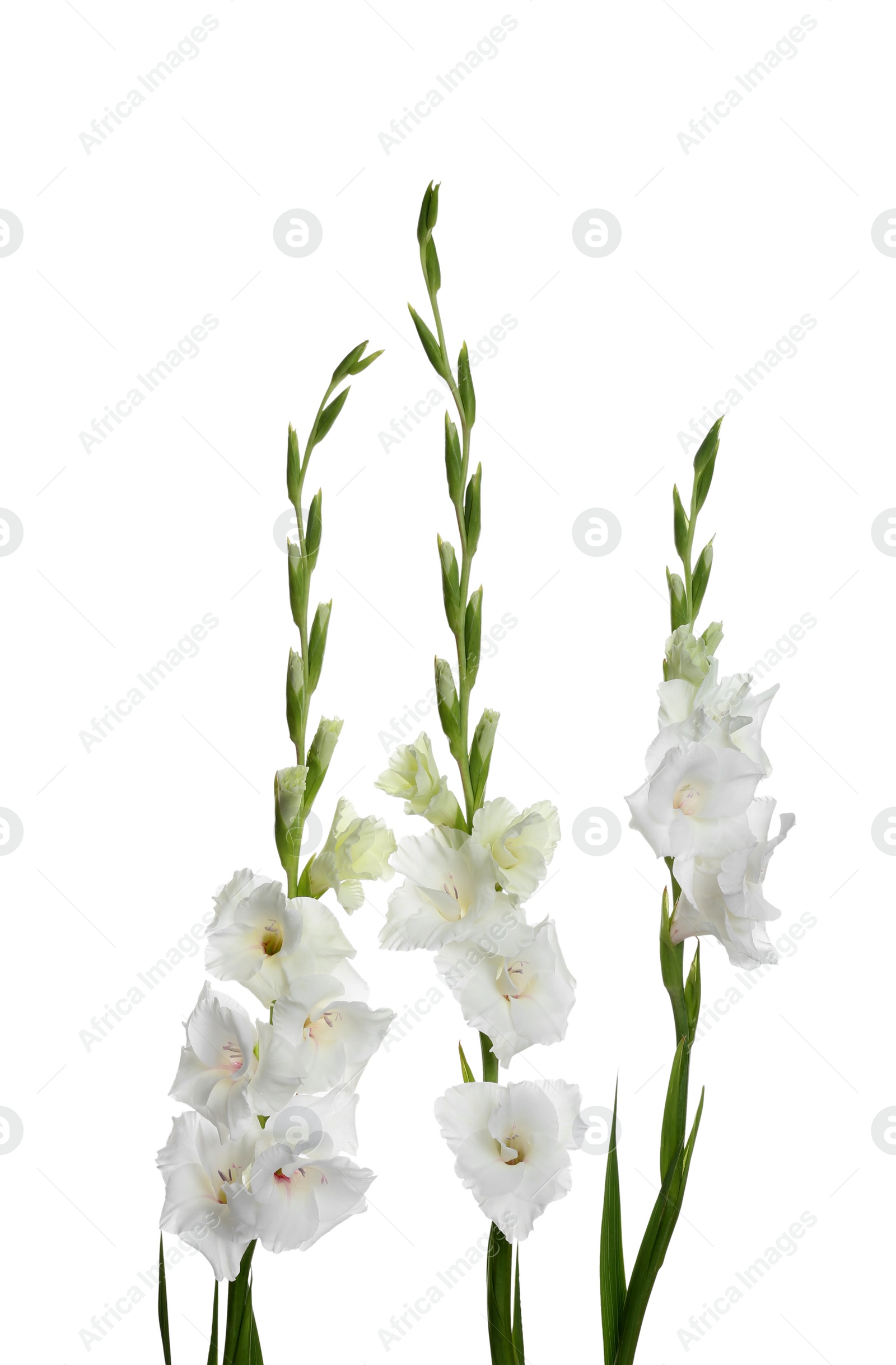 Photo of Beautiful fresh gladiolus flowers on white background