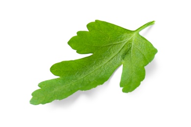 Photo of Fresh green organic parsley on white background