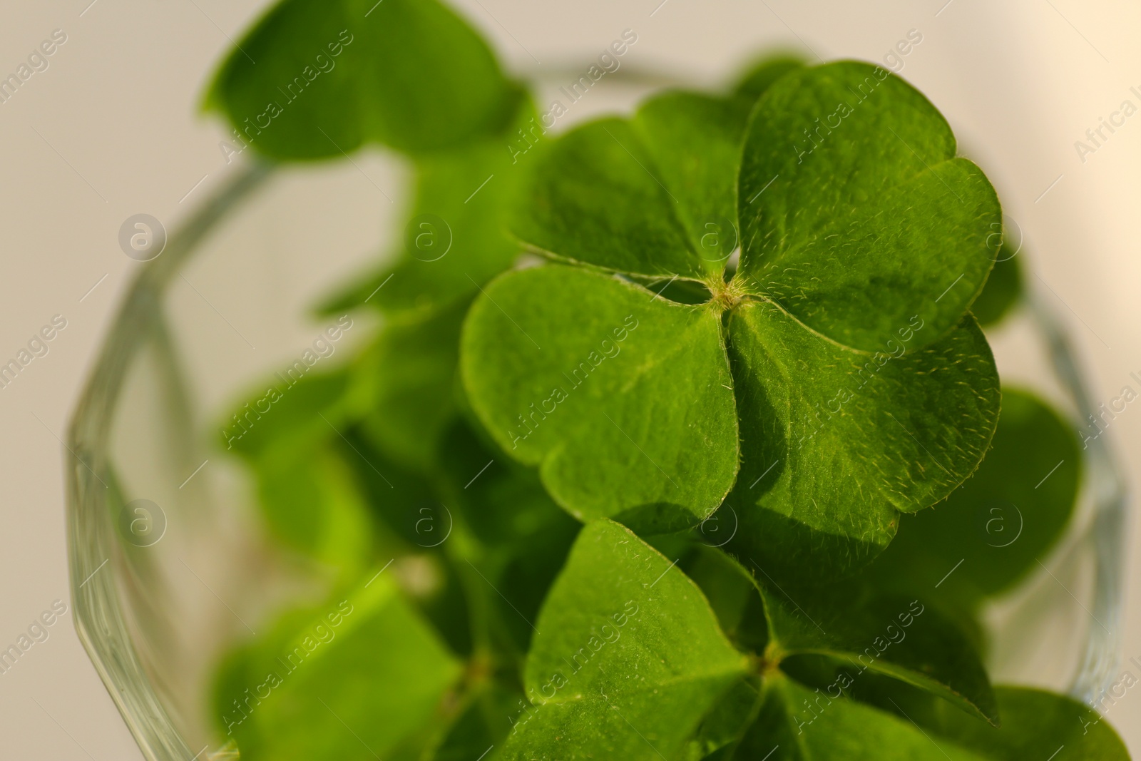 Photo of Glass with green clover leaves on beige background, closeup